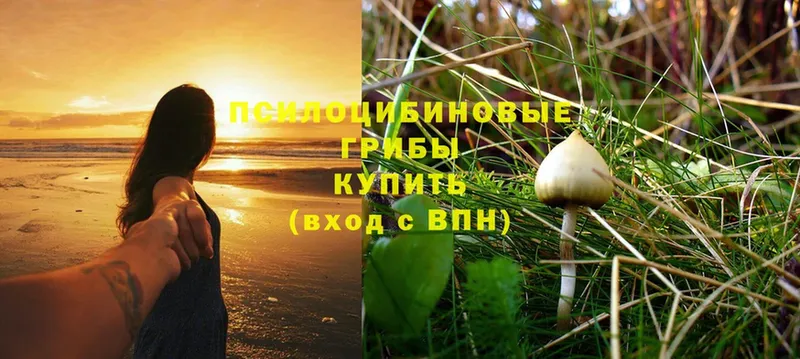 Галлюциногенные грибы MAGIC MUSHROOMS  магазин продажи наркотиков  Инсар 